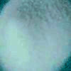 Disodium hydrogen citrate or Sodium hydrogencitrate Suppliers